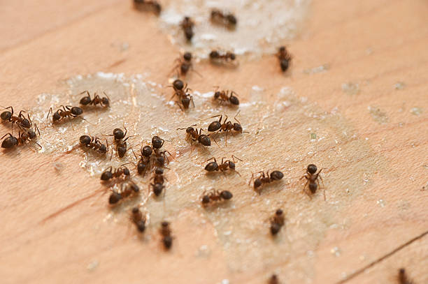 Best Best Pest Control Companies  in Lahoma City, OK